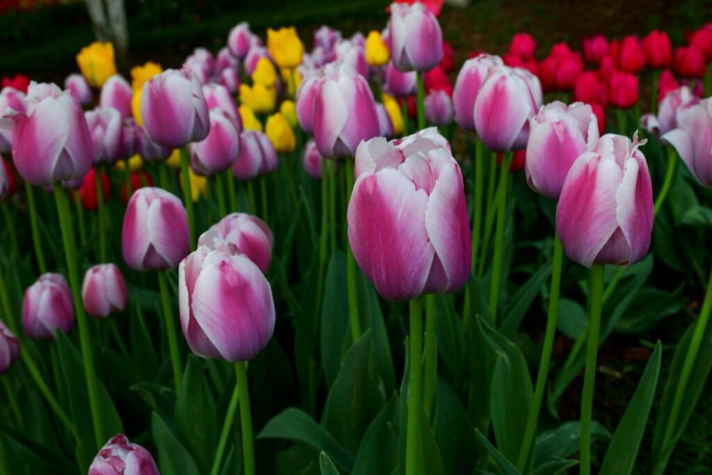 Tulip Festival: Ottawa