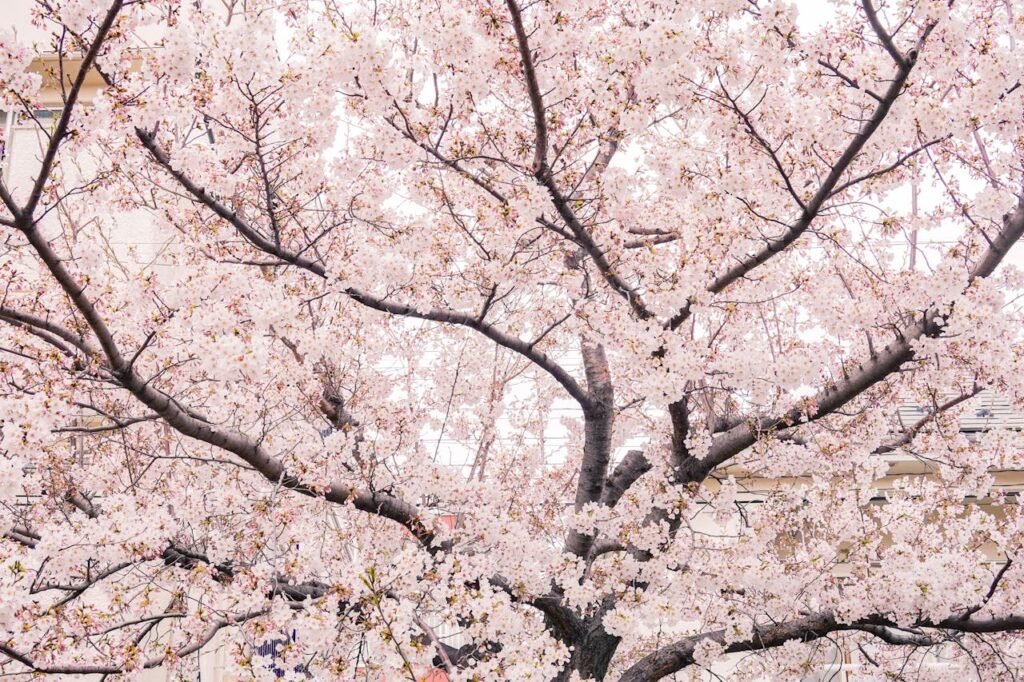 Cherry Blossoms