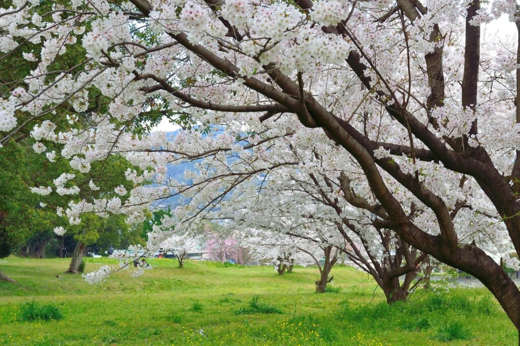 Best Places to See Cherry Blossoms in Canada