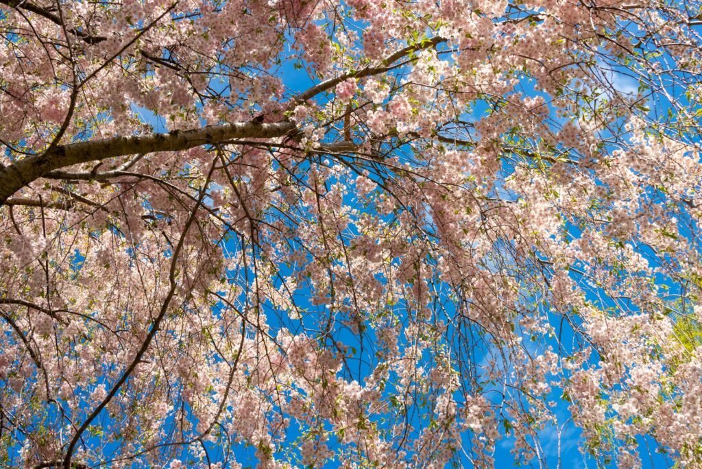 Best Places to See Cherry Blossoms in Canada