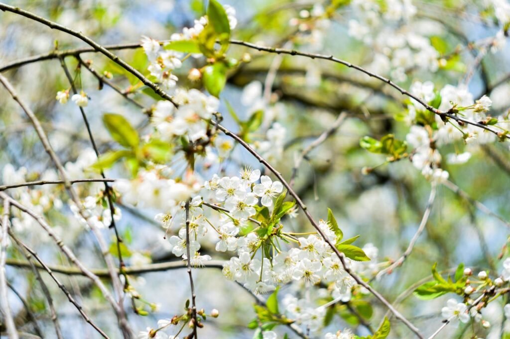 Cherry blossoms