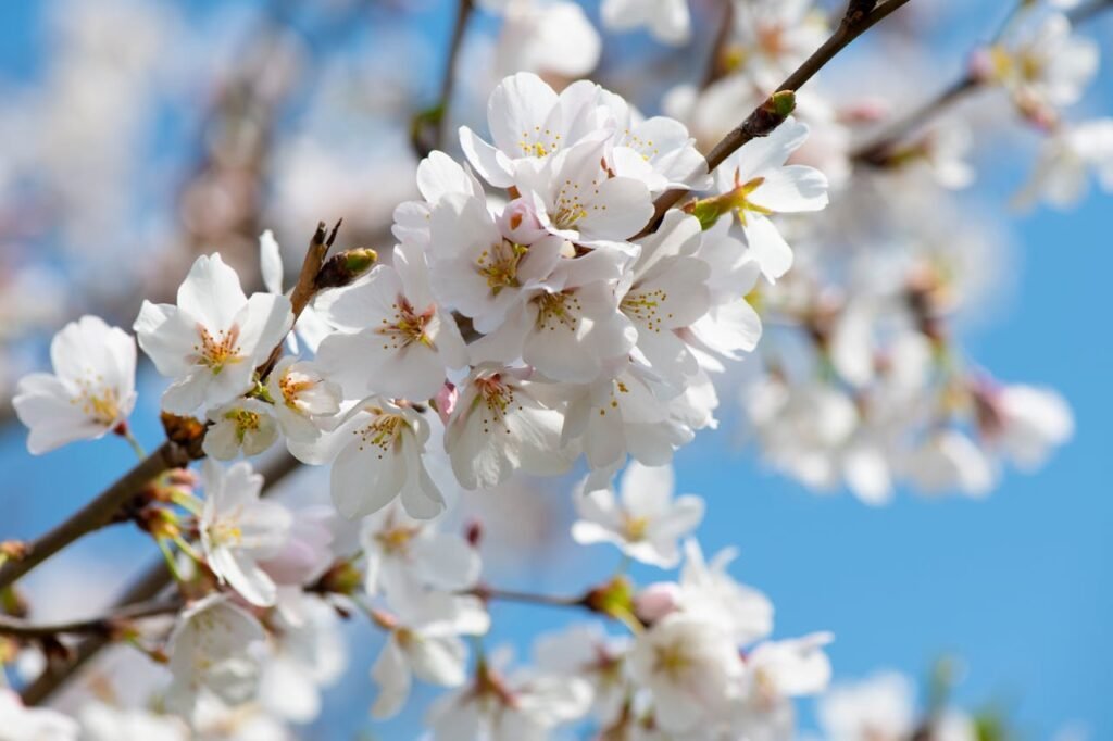 Cherry Blossoms