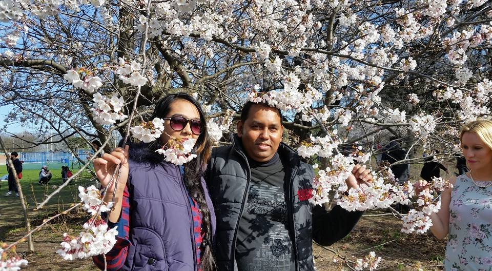 Toronto Cherry Blossoms