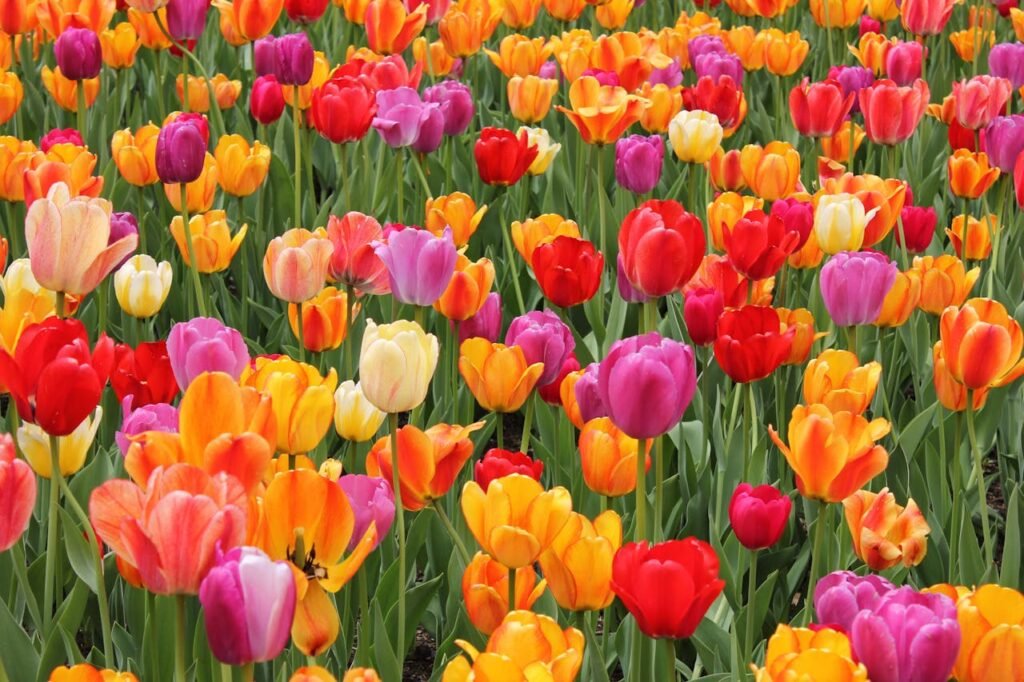 Unforgettable U-Pick Tulip Farms in Ontario