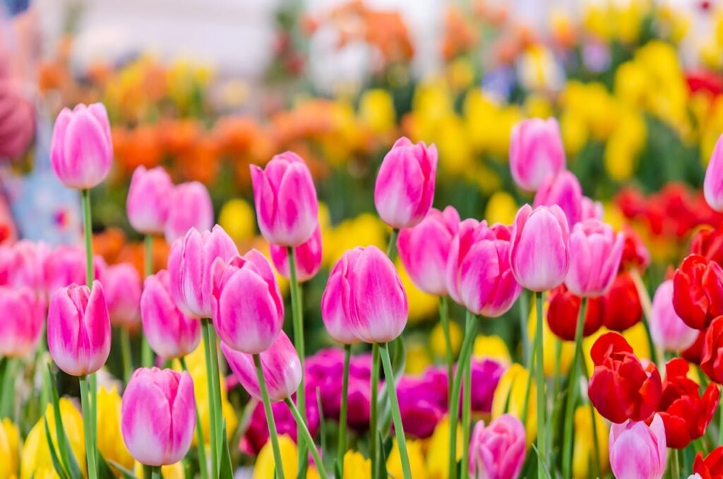 Canadian Tulip Festival Ottawa