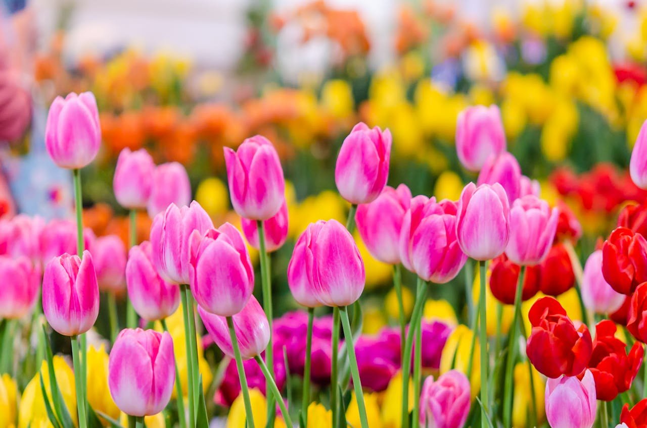 Canadian Tulip Festival Ottawa