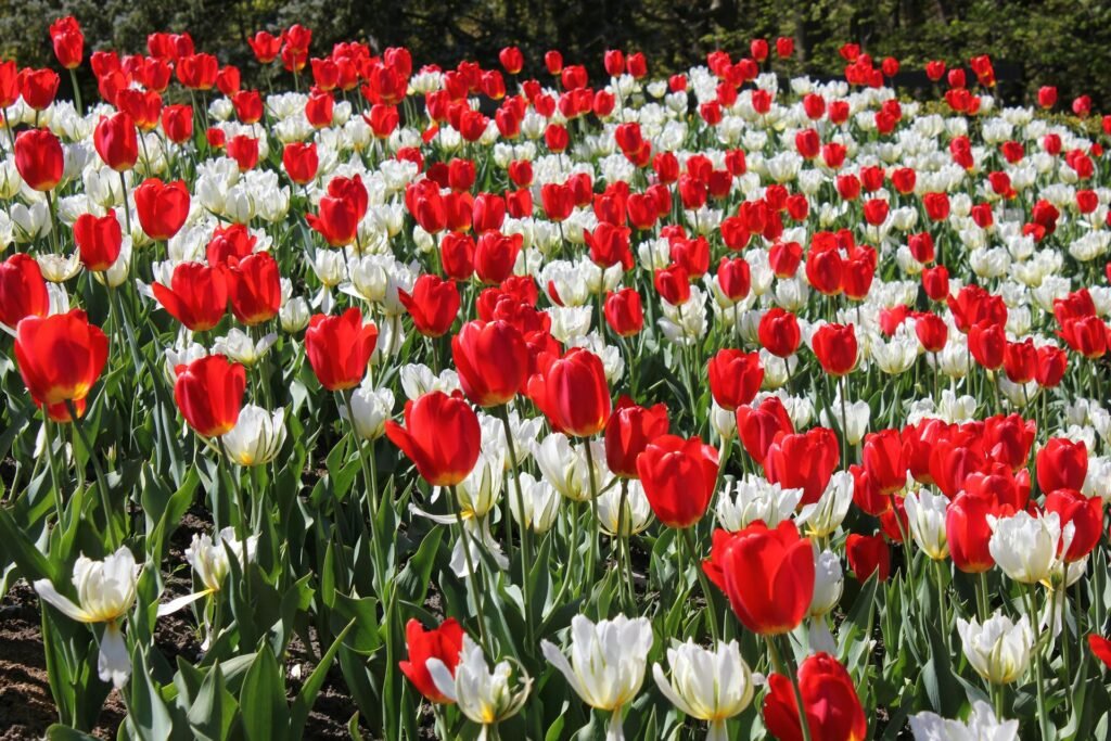 U-Pick Tulip Farms in Ontario