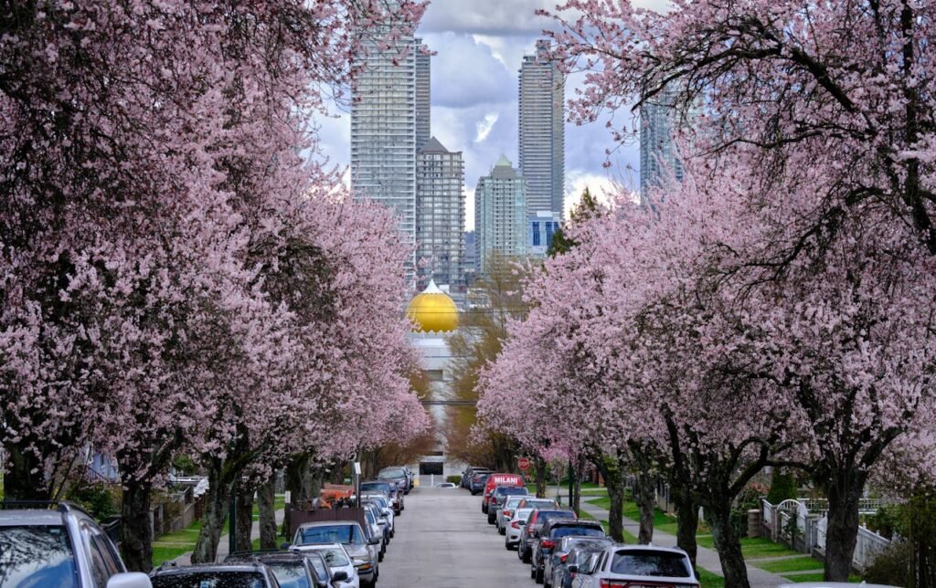 Vancouver Cherry Blossoms