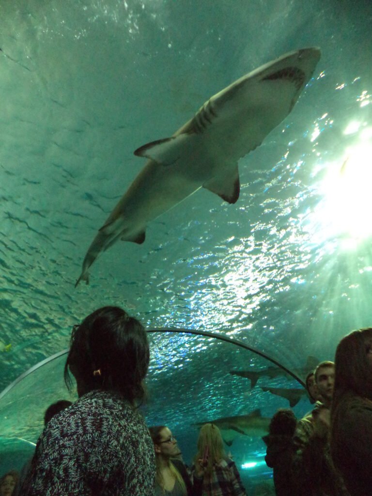 Ripley's Aquarium of Canada