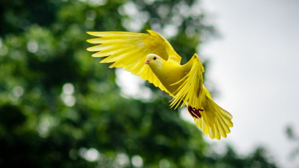 Bird Kingdom, Niagara