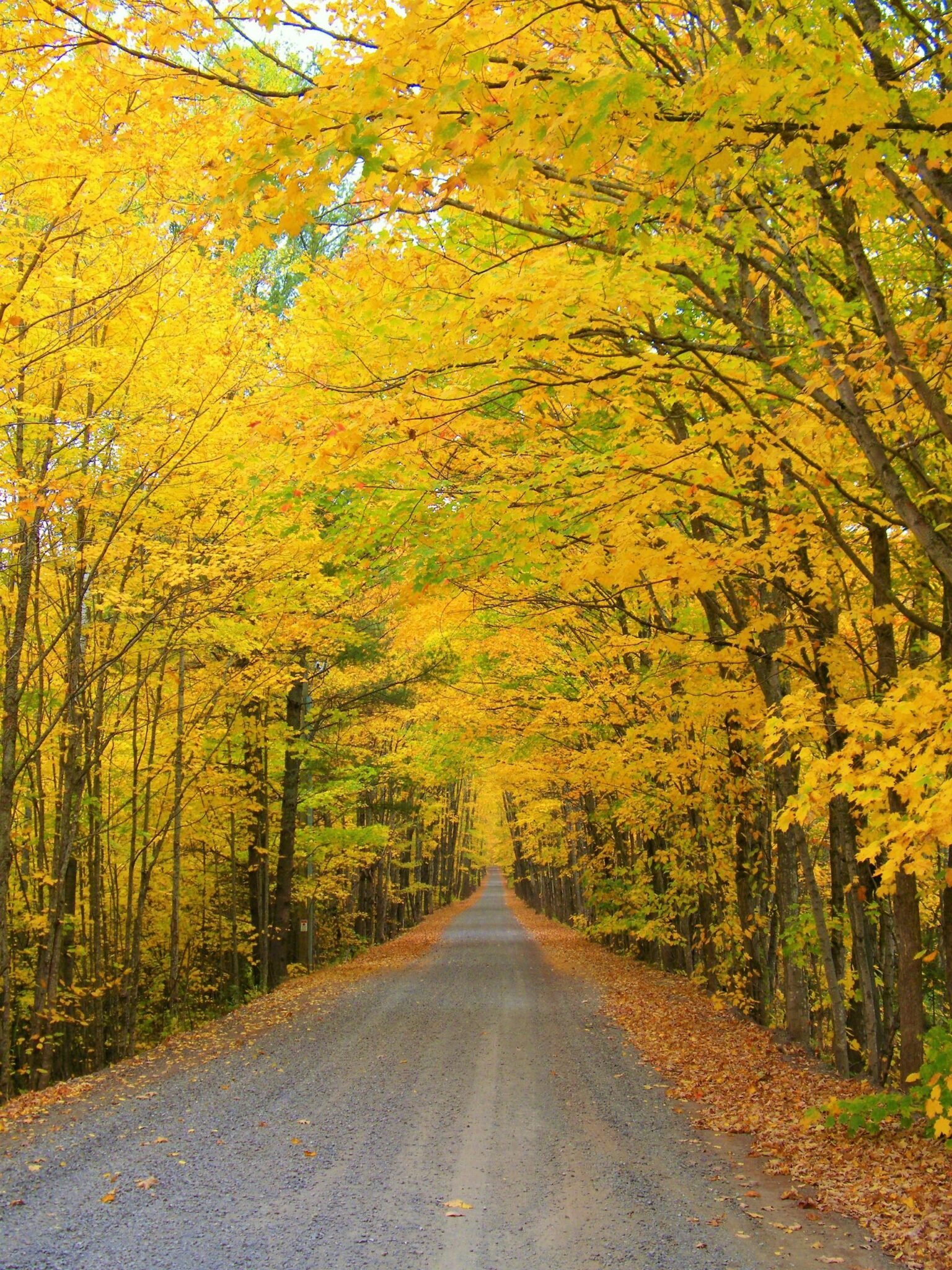 The Best Time & Places to See Fall Colors in Ontario