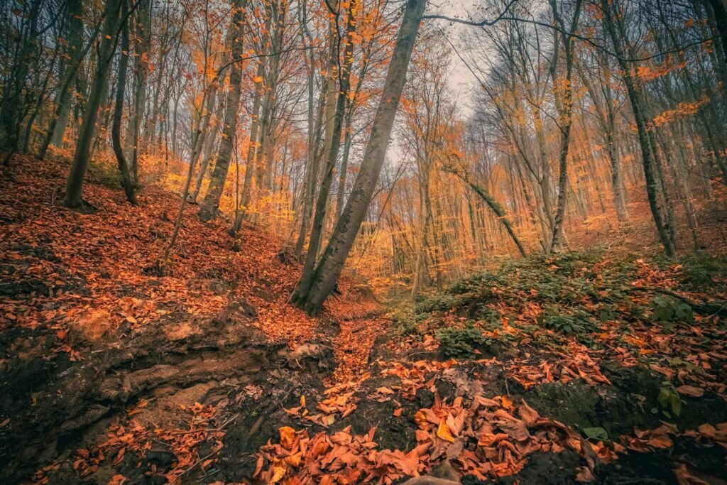 Ontario fall foliage